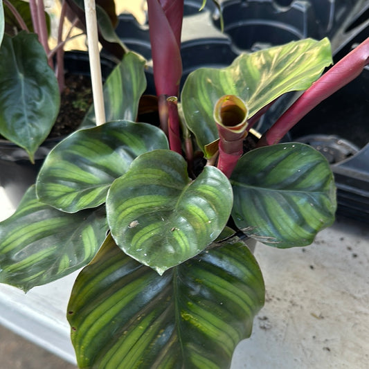 Calathea (Fasciata)