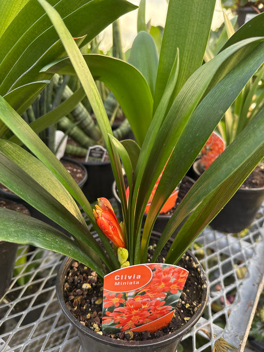 Clivia