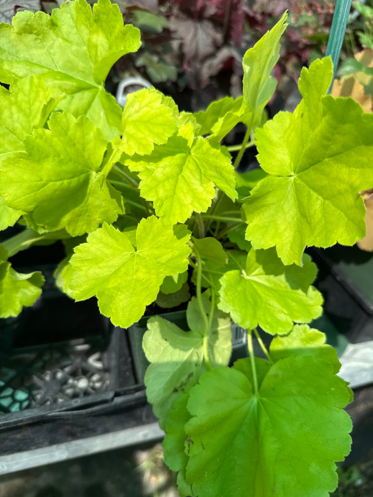 1 Gal Heuchera (Coral Bells)