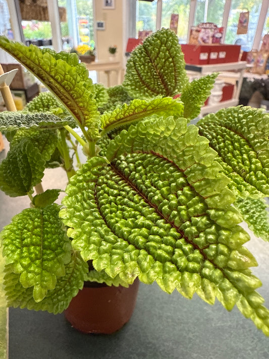 Pilea 'Moonvalley'