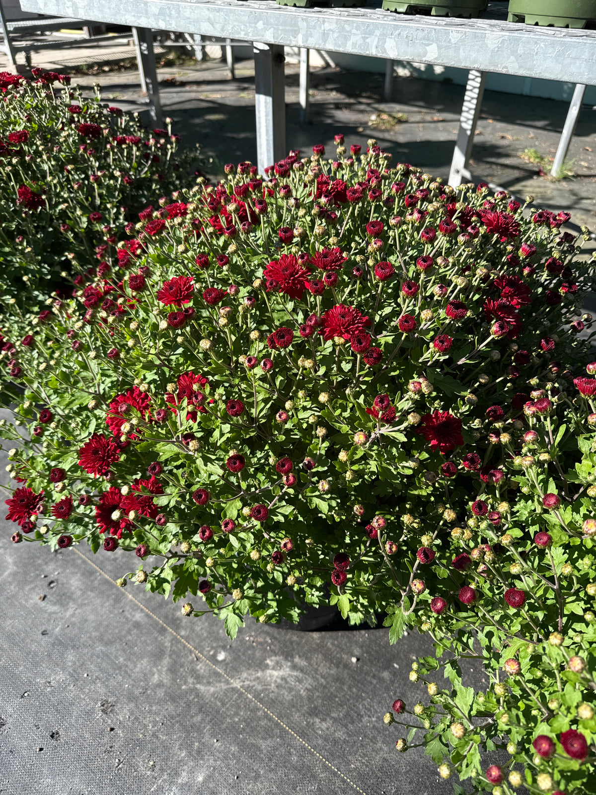14" Mums - Solid Colours