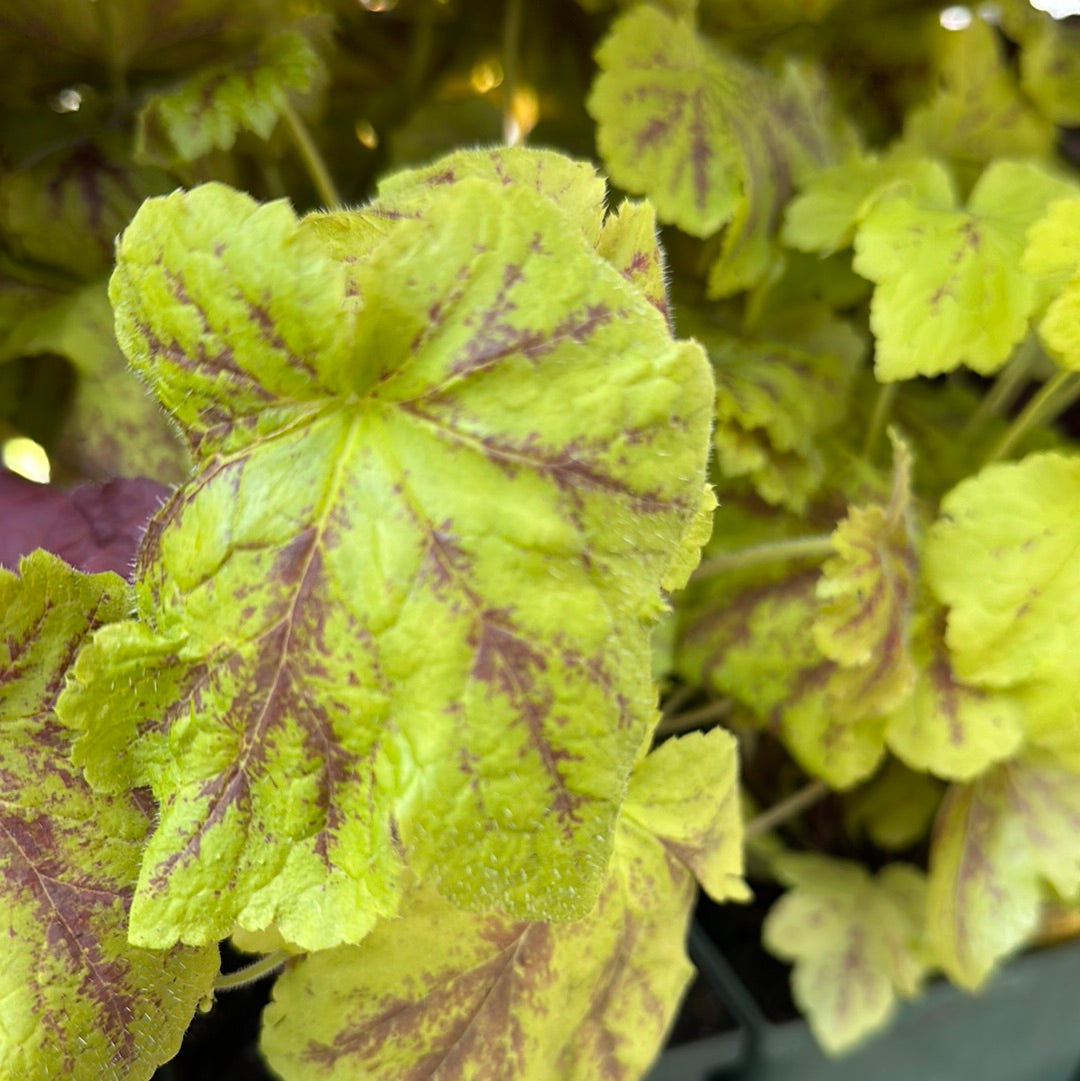 1 Gal Heuchera (Coral Bells)