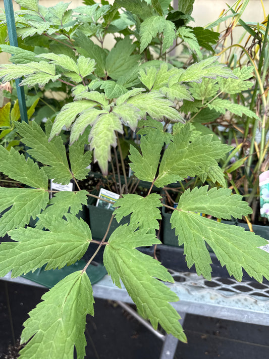 1 Gal Snakeroot 'Actae Atropurpurea'