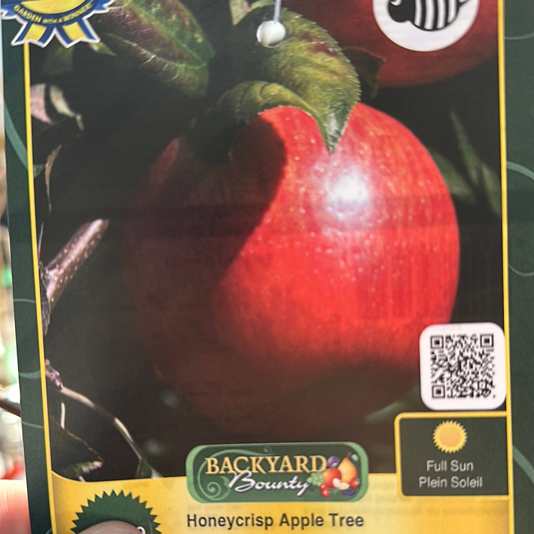Apple Trees