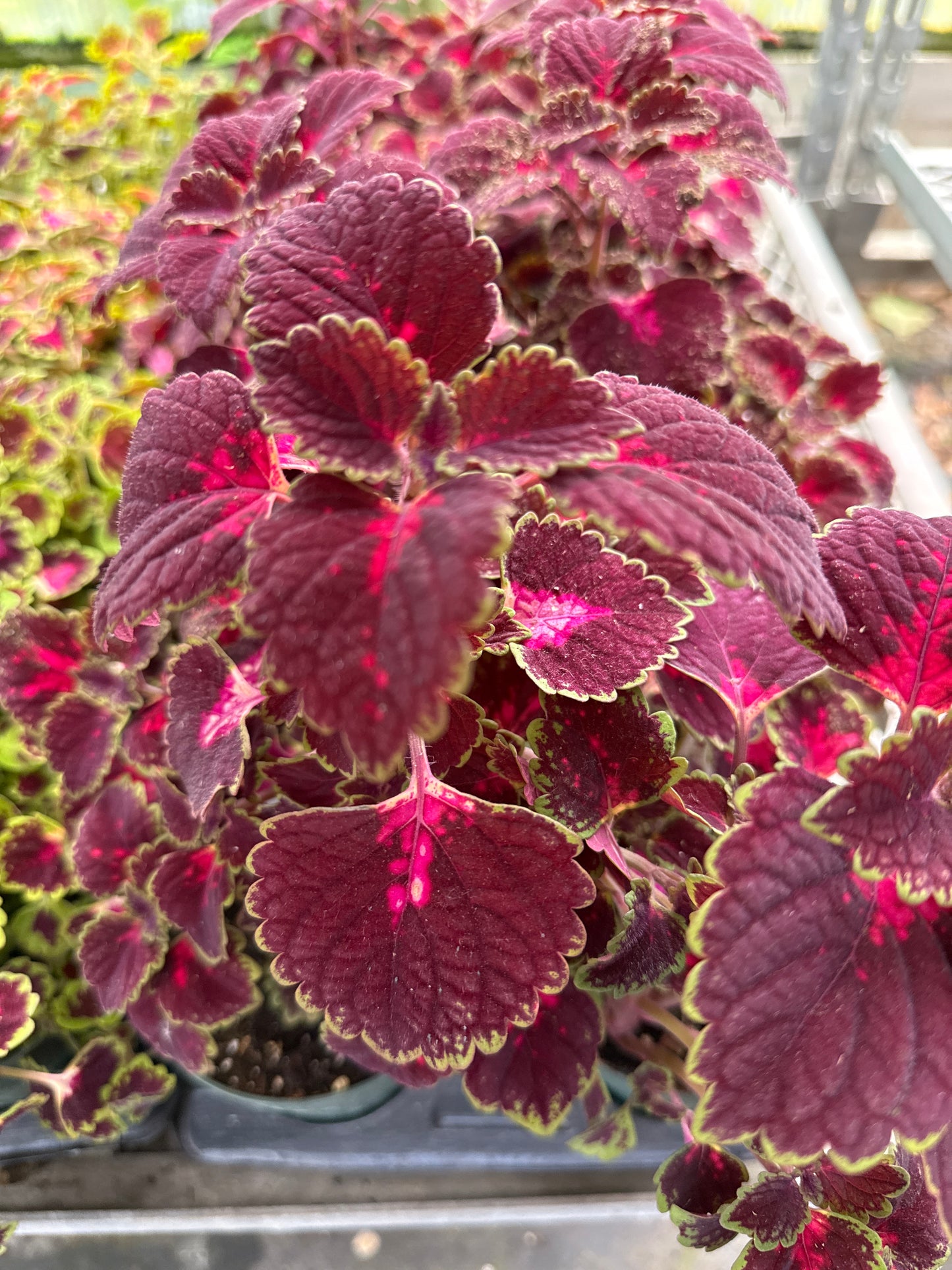 4" Coleus