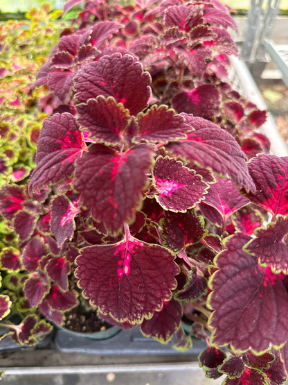 4" Coleus