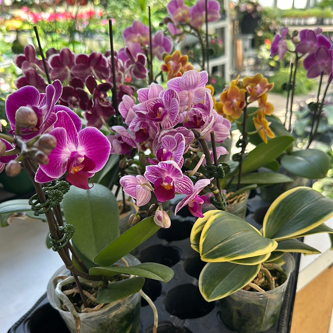 Mini Orchids