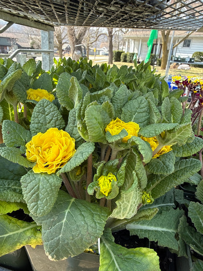 Perennial Primula