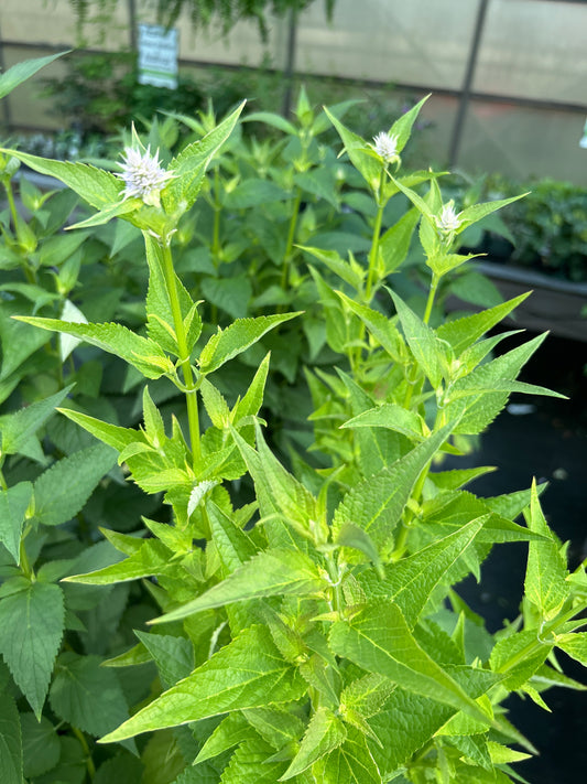 1 Gal Agastache (Hyssop)