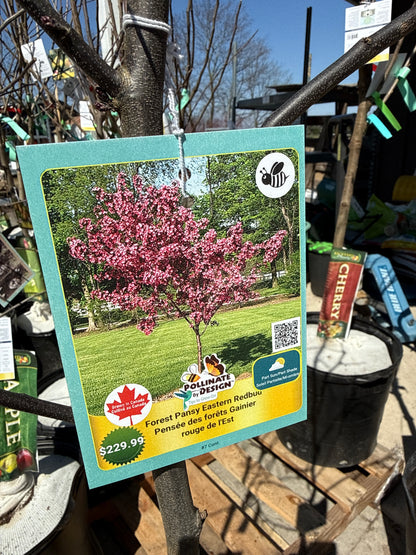 Forest Pansy Redbud - 7 Gal