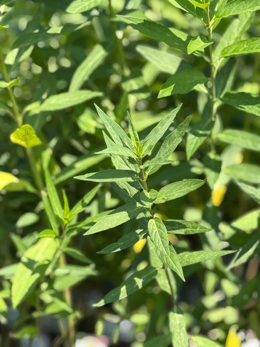 4" Swamp Milkweed 'Aclepias Incarnata'