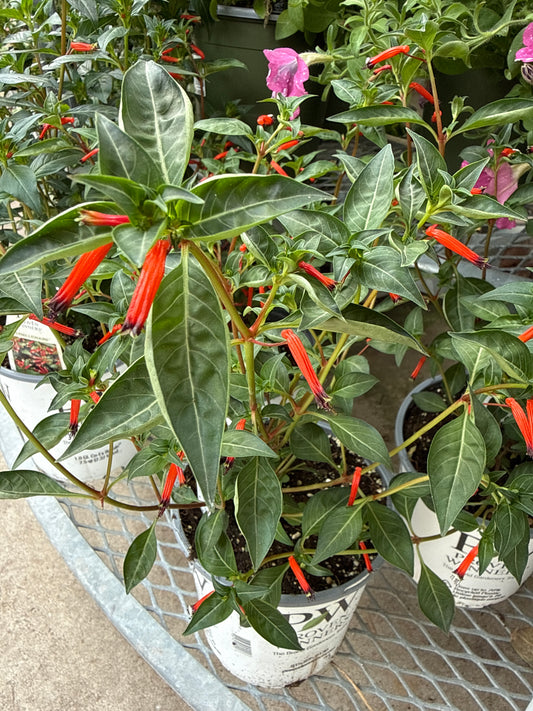 6" Cigar Plant (Cuphea) Vermillionaire