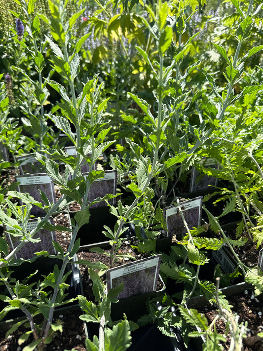 4" Perovskia 'Little Spire'  Russian Sage