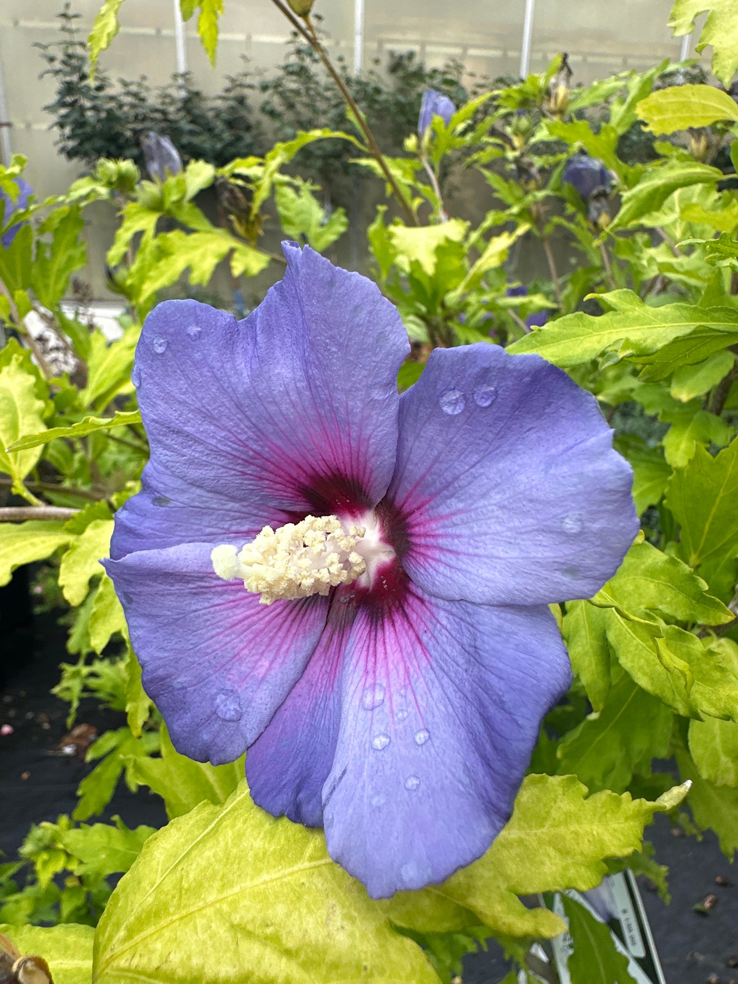 Rose of Sharon Tree Form 'Azurri Blue Satin'