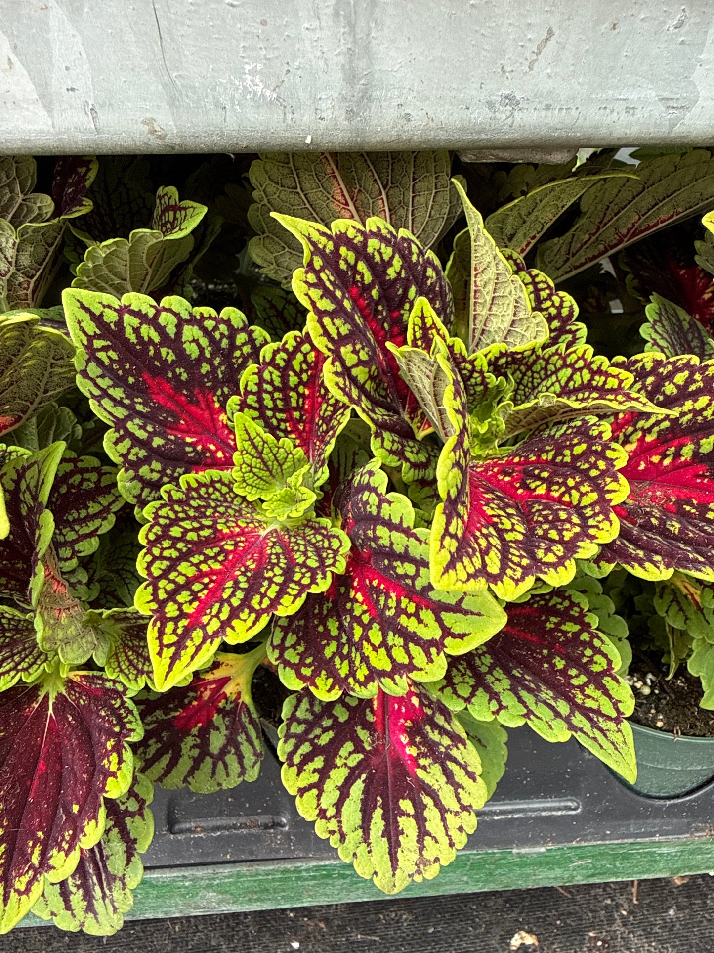 4" Coleus