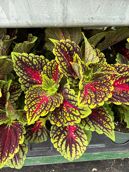 4" Coleus