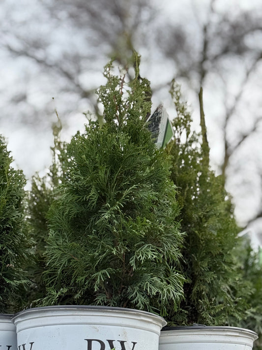 North Pole Cedar