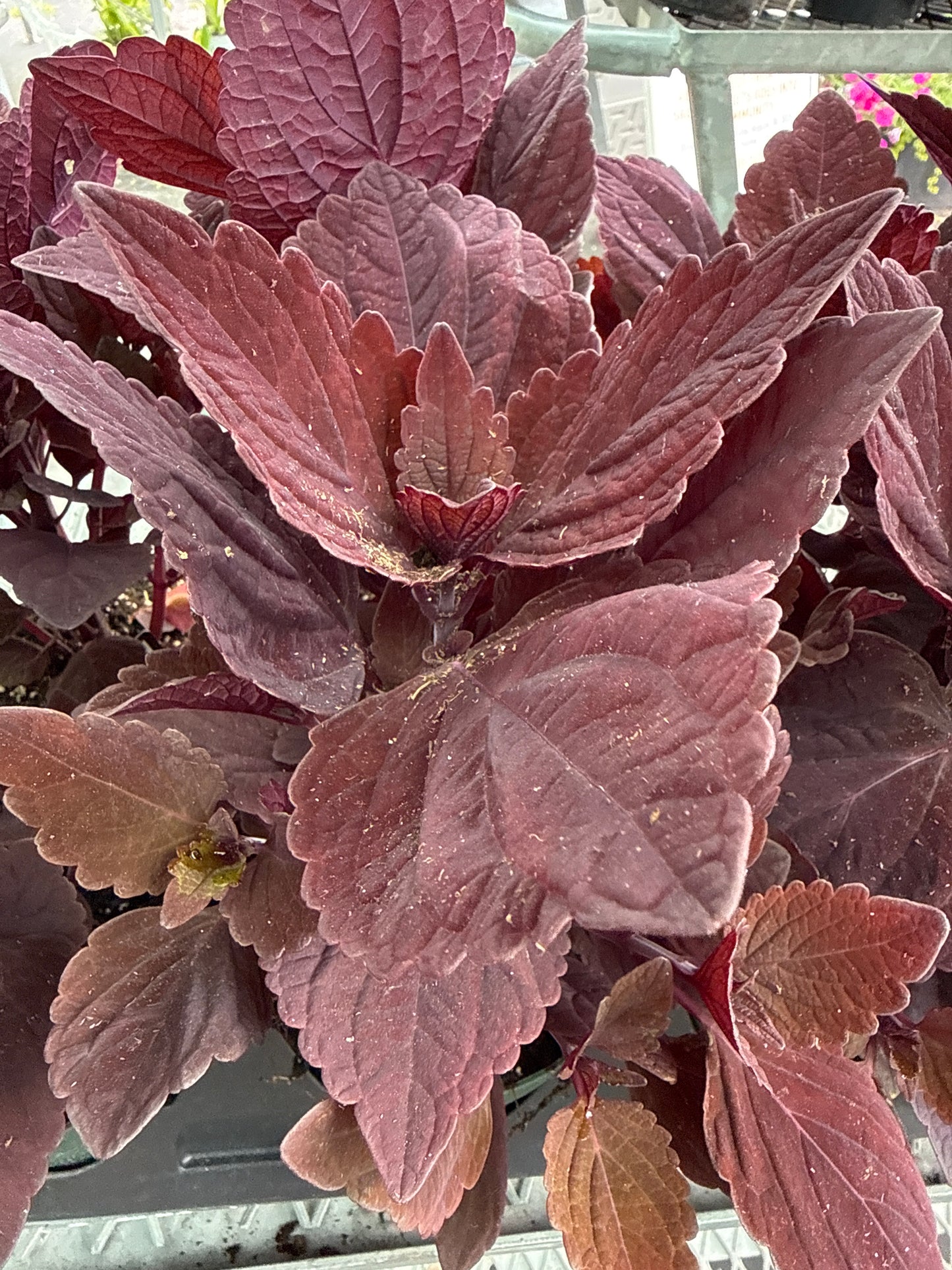 4" Coleus
