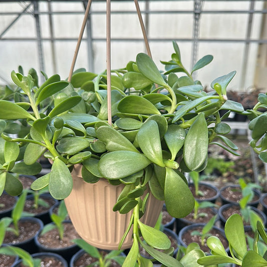 6.5" Trailing Jade 'Crassula Arborescens' Hanging Basket