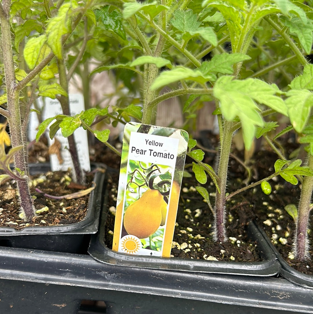 Tomato plant ( Multi Pack)