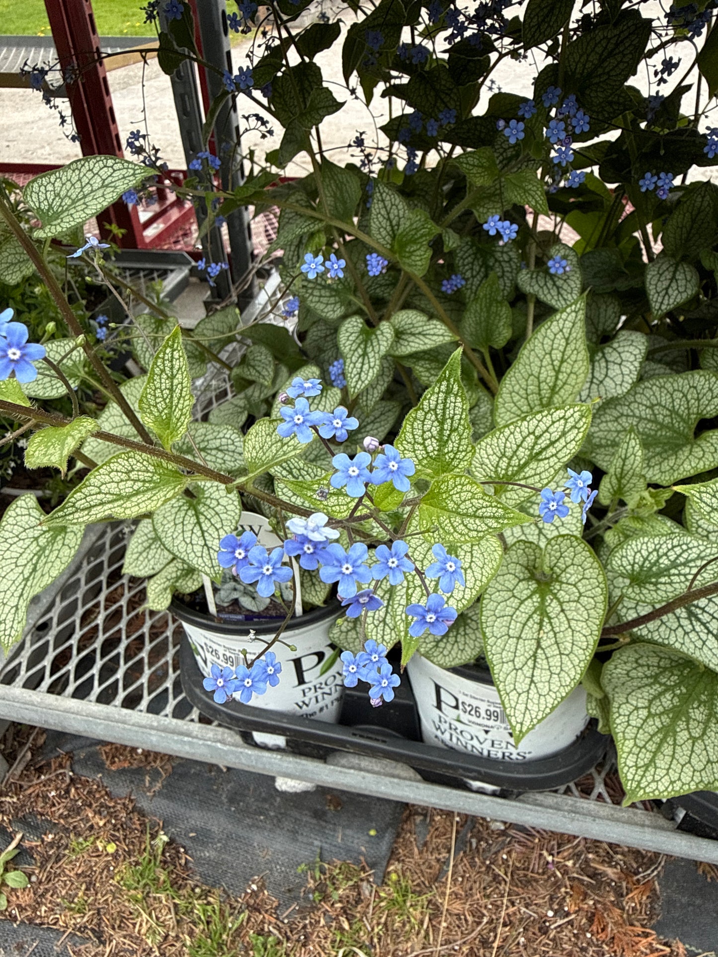 1 Gal Siberian Bugloss (Brunnera)