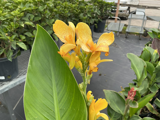Canna Lilies