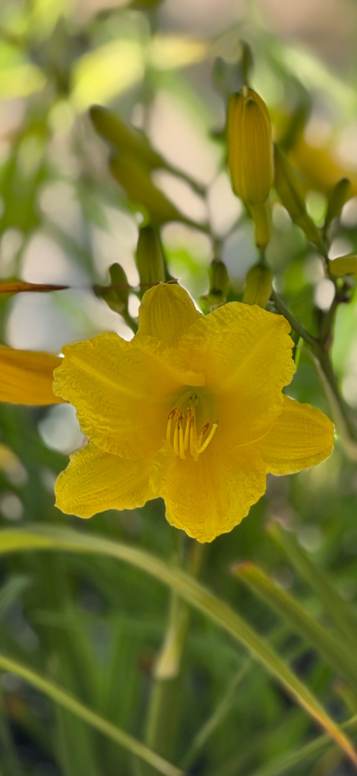 1 Gal Daylily (Hemerocallis)