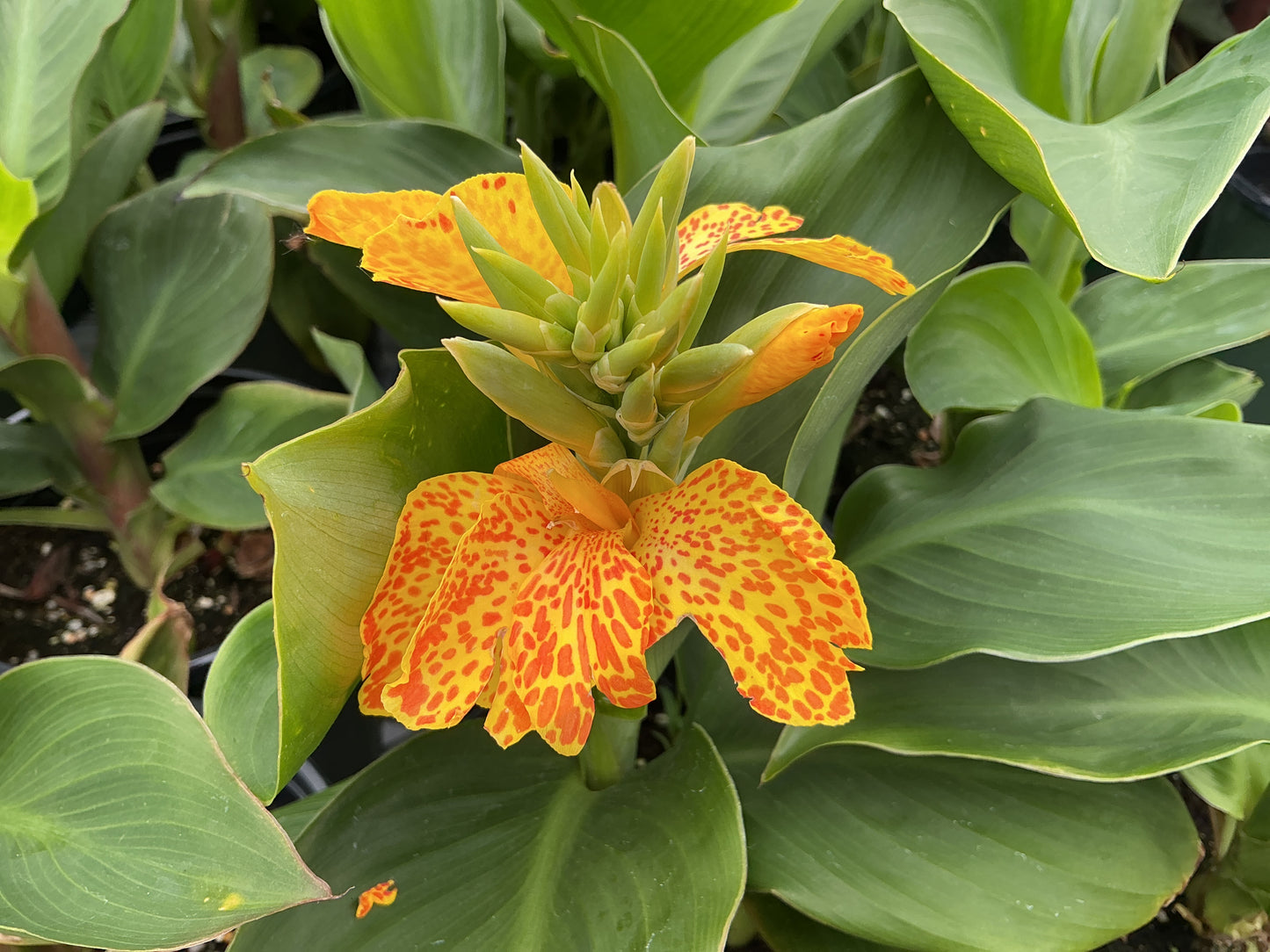 Canna Lilies