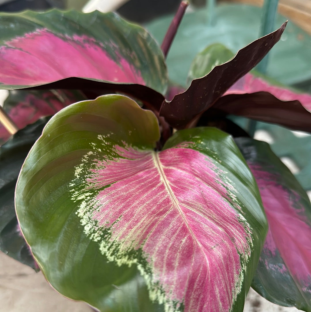 Calathea 'Crimson Green'