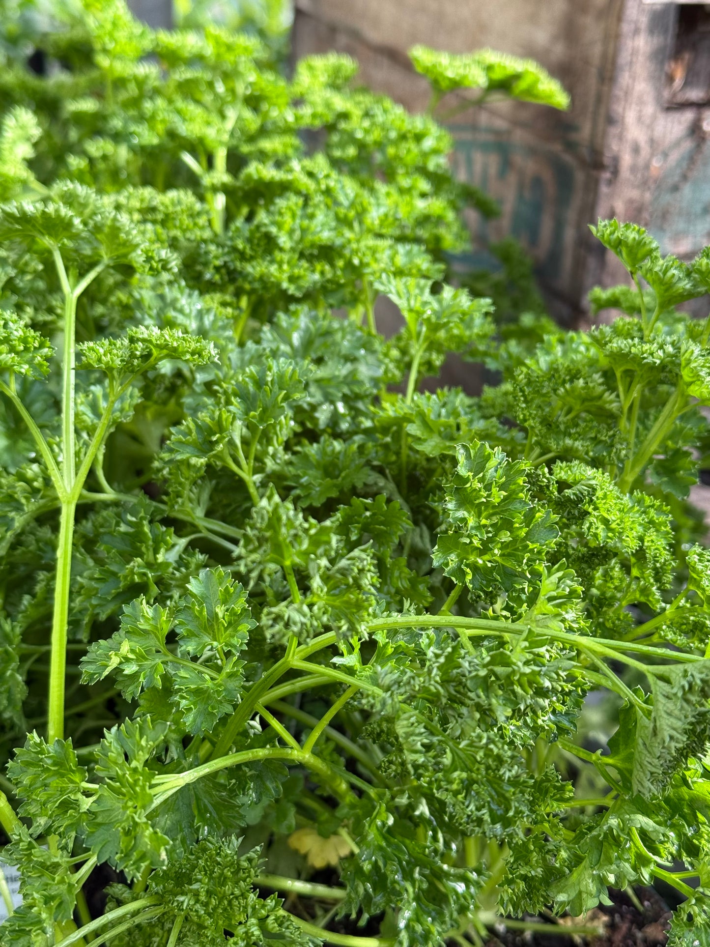 4" Parsley Curled