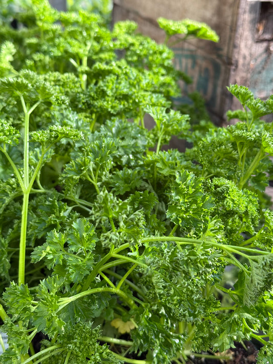 4" Parsley Curled
