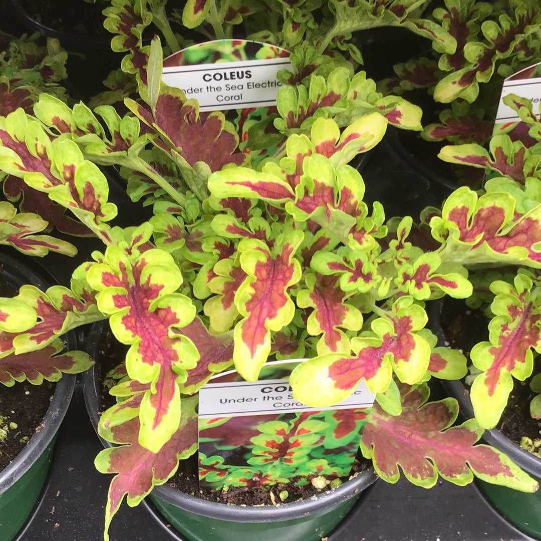4" Coleus