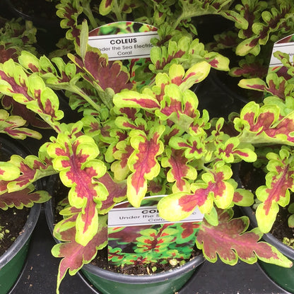 4" Coleus