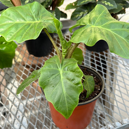 6” Alocasia Stingray