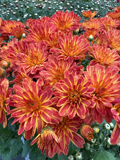 4.5" Mum