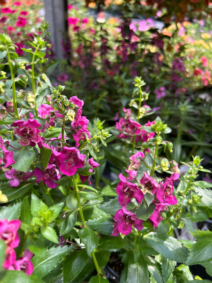 4" Angelonia