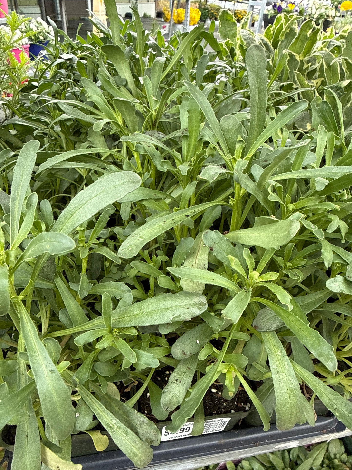 4" Candytuft (Iberis)