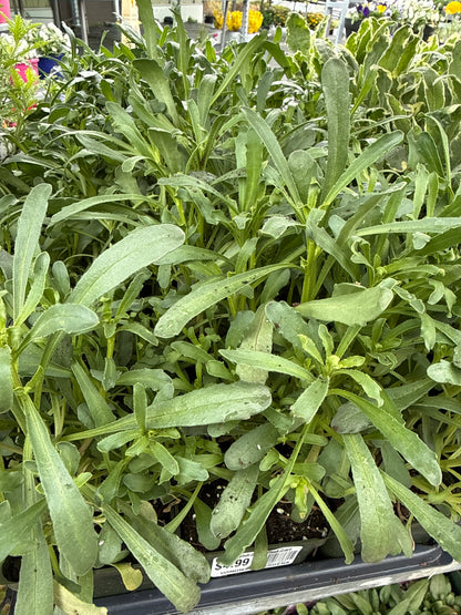 4" Candytuft (Iberis)