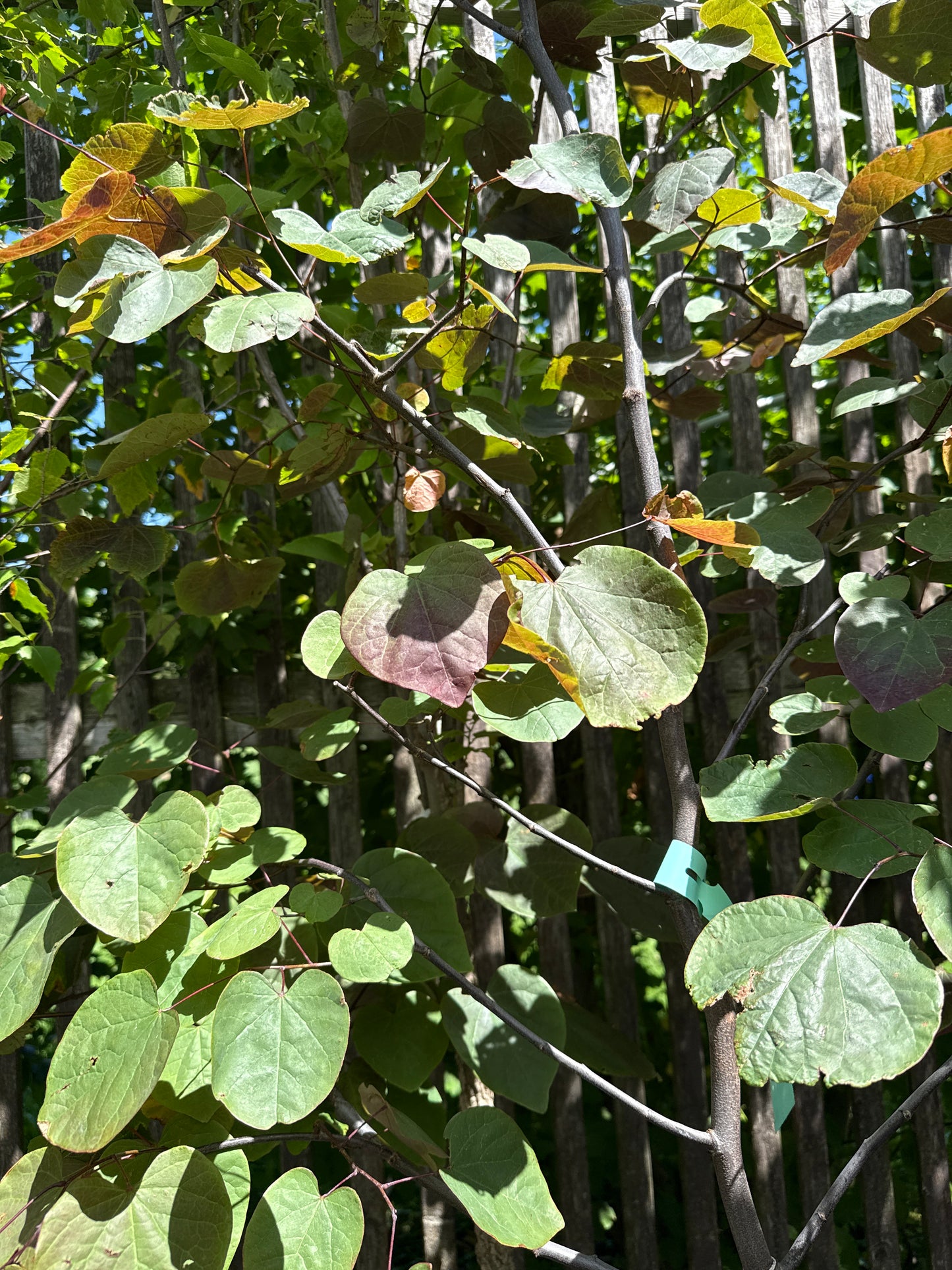 Forest Pansy Redbud - 7 Gal