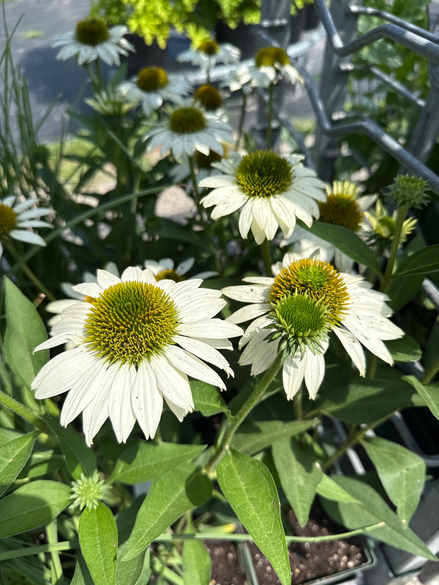1 gal Echinacea (Coneflower)