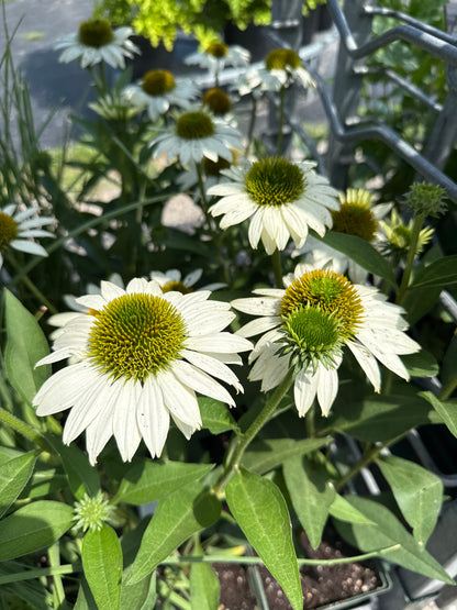 1 gal Echinacea (Coneflower)