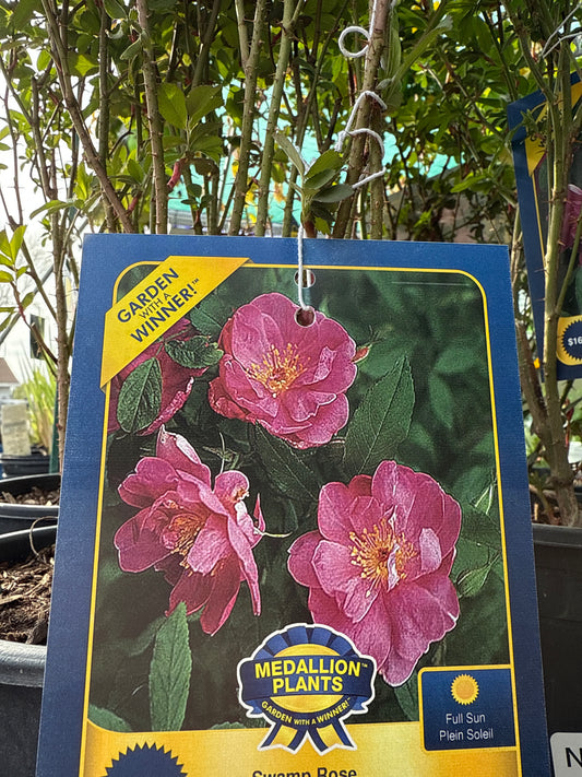 Swamp Rose 'Rosa Palustris'