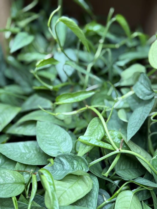 Pothos 'Baltic Blue'