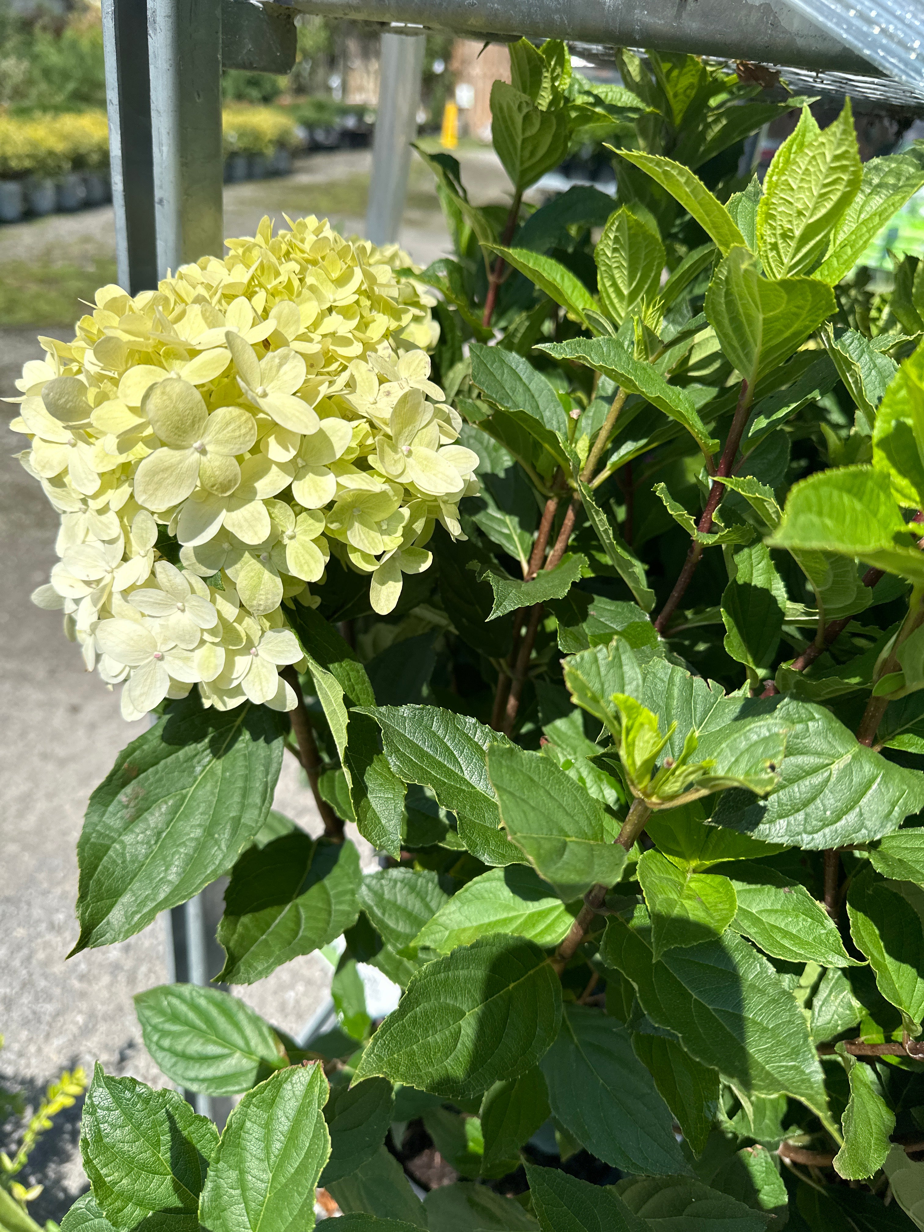Priming Hydrangea Limelight Prime Hydrangea – WINONA GARDENS