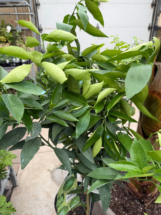 10" Citrus, Persian Lime