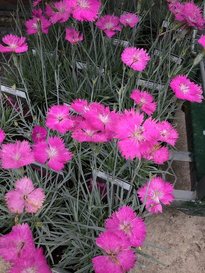 4" Dianthus