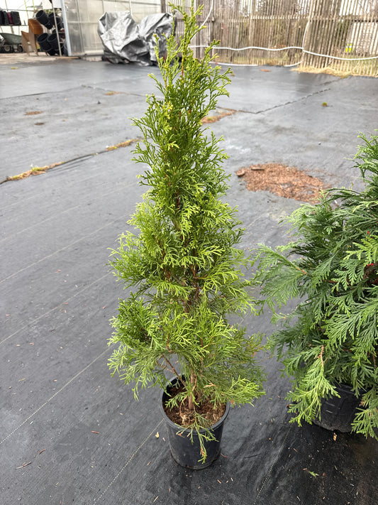 Skybound Cedar