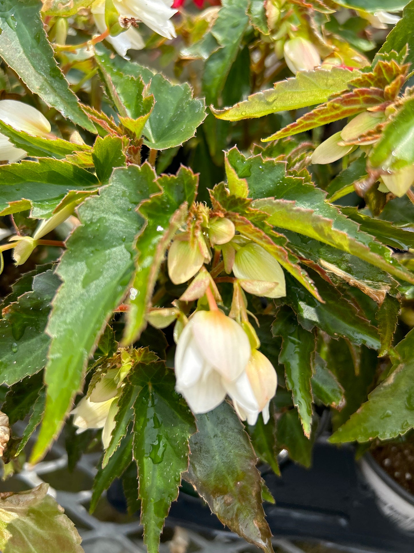 4" Begonia Angel Falls