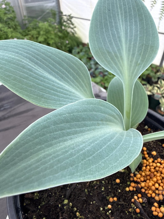 1 Gal Hosta 'Halcyon'