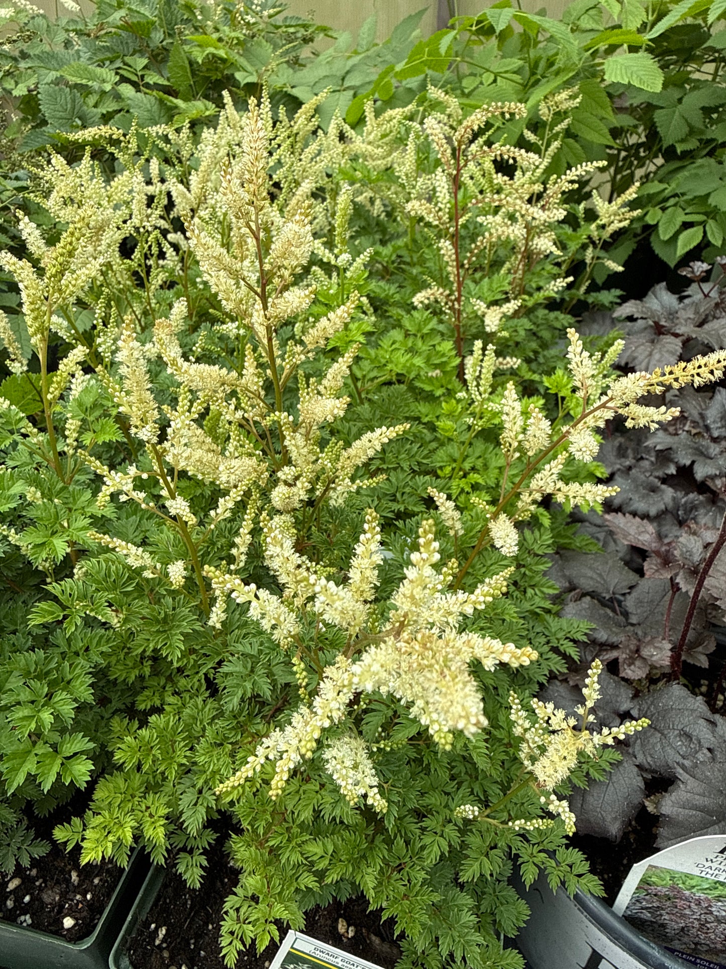 1 Gal Dwarf's Goat Beard 'Aruncus Aethusifolius'